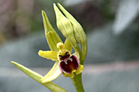 Ophrys virescens Ophrys virescens